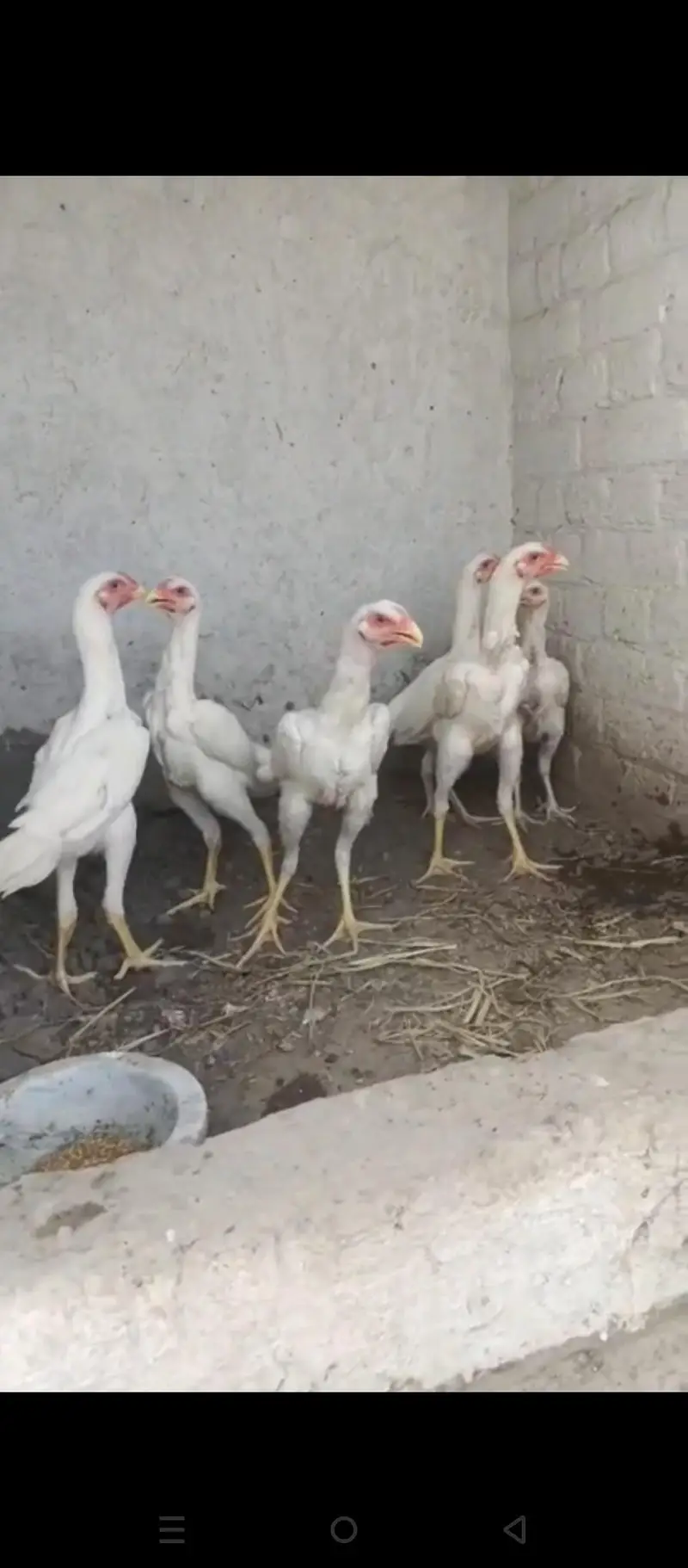 6 pa Shamo ka ha 4 malle 2 female — photo 4