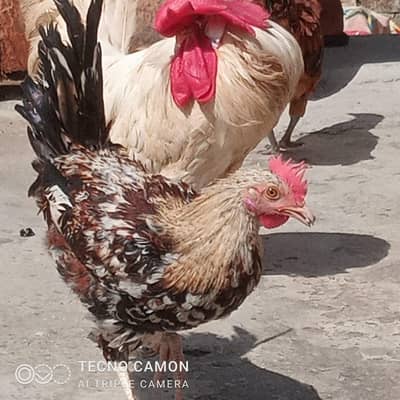 2 pairs eggs ready full young