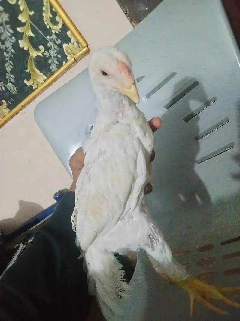 shamo 0