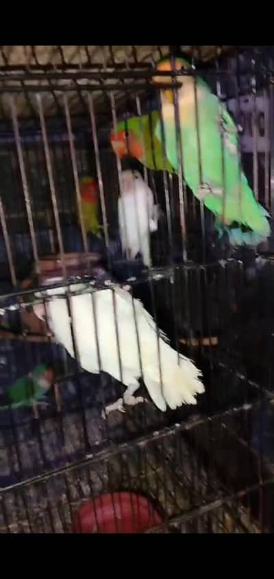 parrot