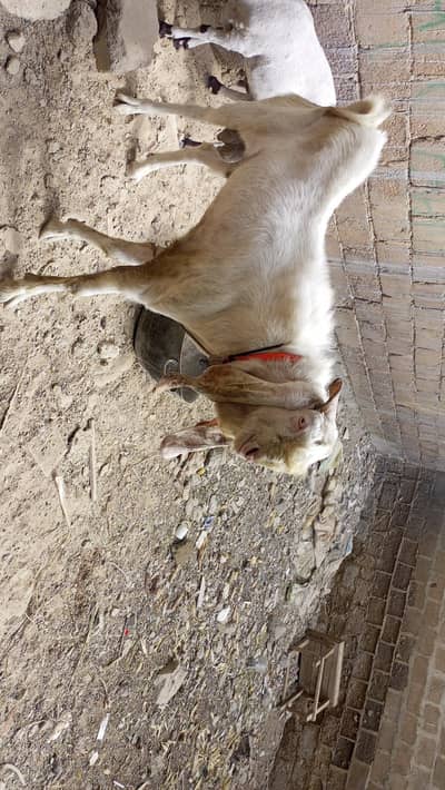 Goats for urgent sell