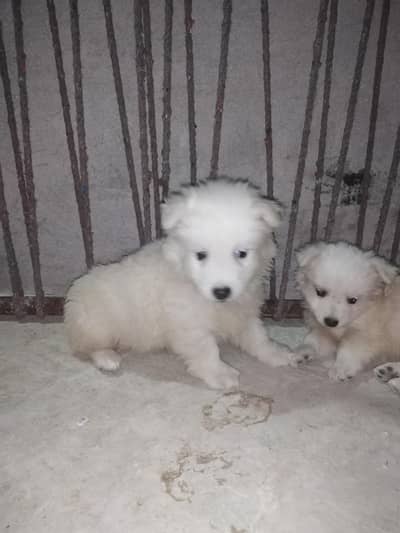 russian female puppy
