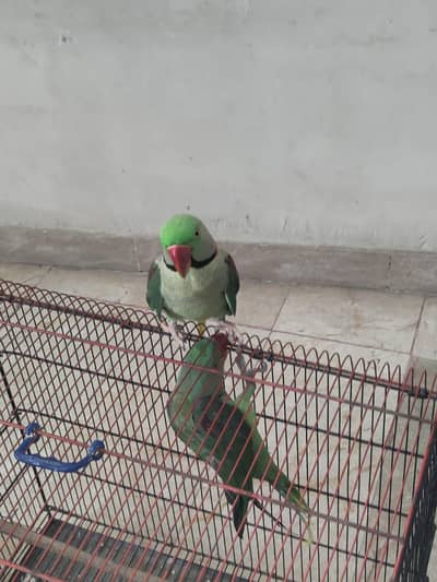 raw parrot, kashmiri Pahari parrot