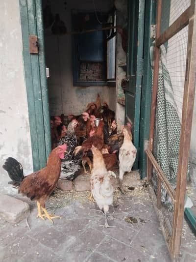 Golden Misri For Sale