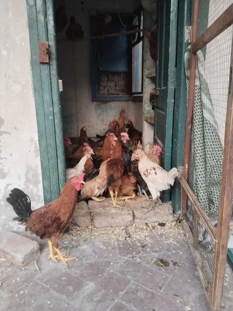Golden Misri For Sale — photo 2