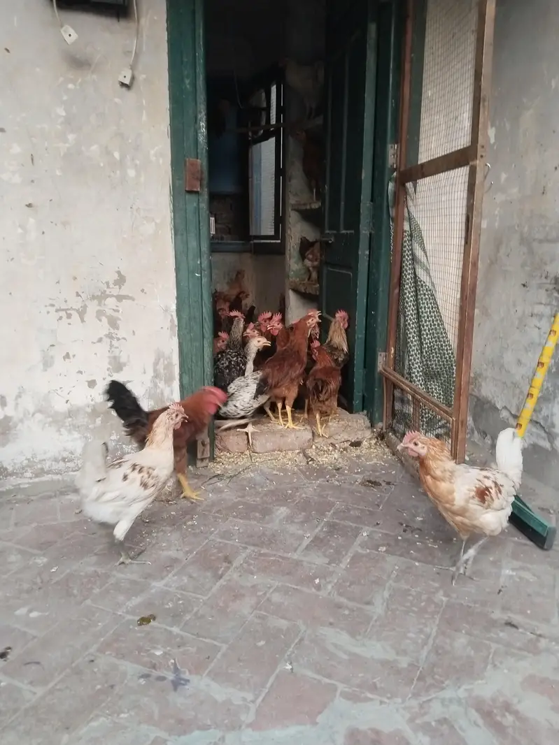 Golden Misri For Sale — photo 3