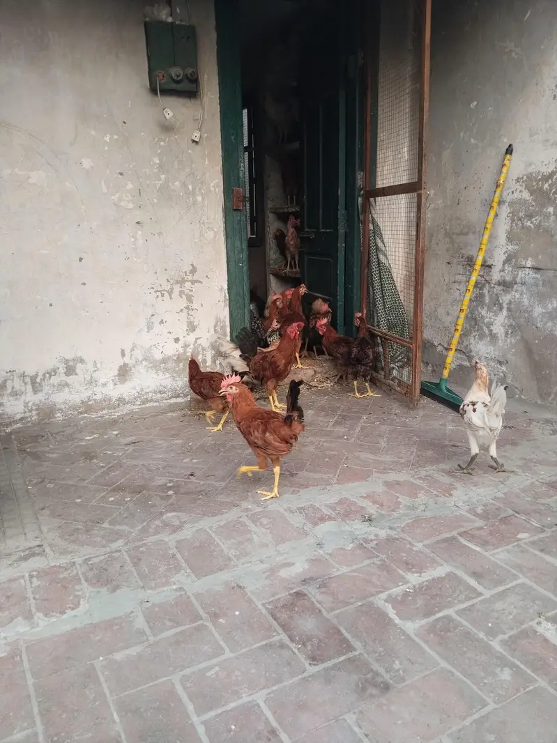Golden Misri For Sale — photo 4