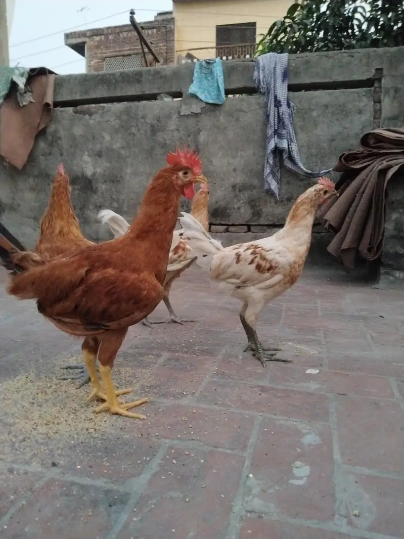 Golden Misri For Sale — photo 5
