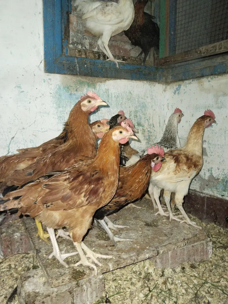 Golden Misri For Sale — photo 7