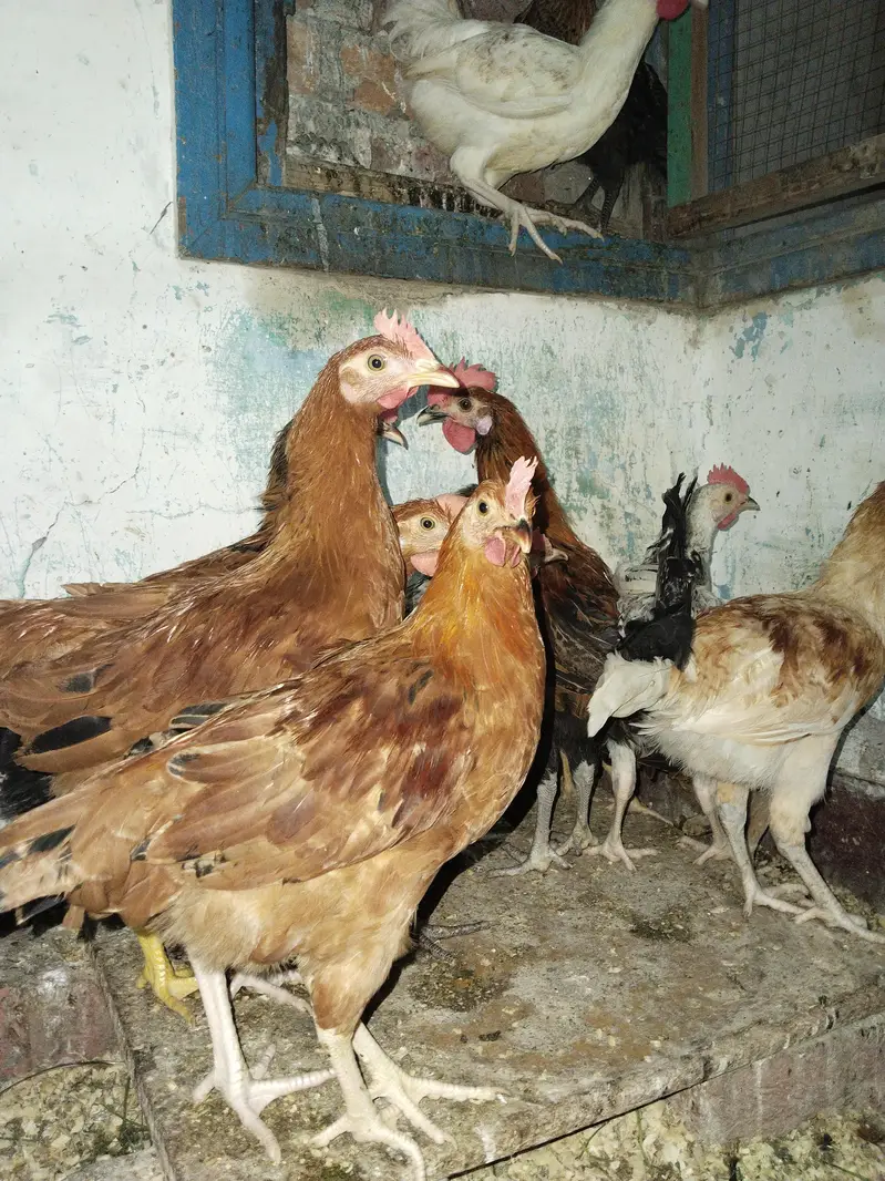 Golden Misri For Sale — photo 8