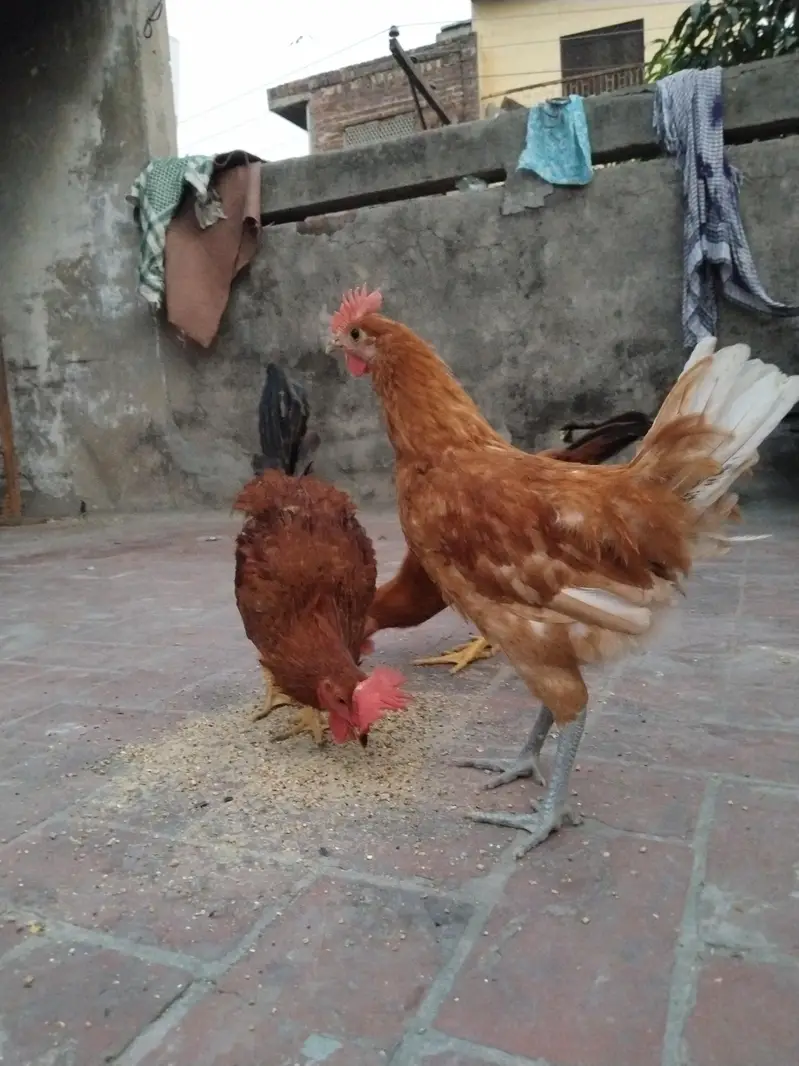 Golden Misri For Sale — photo 9