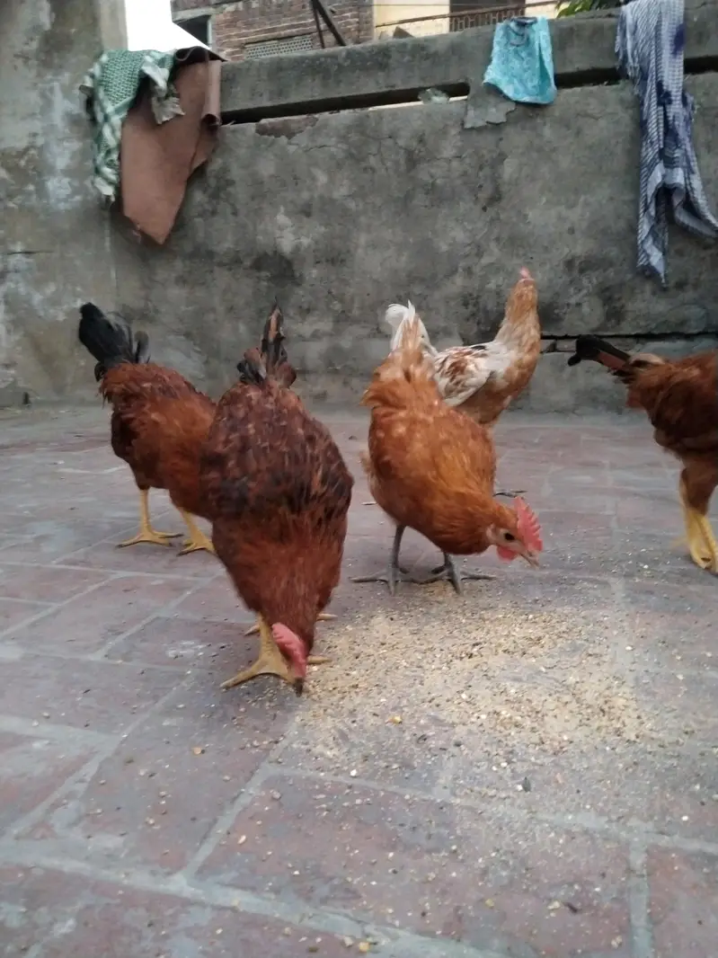 Golden Misri For Sale — photo 10