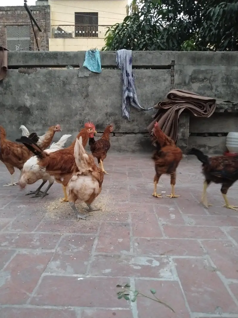 Golden Misri For Sale — photo 11