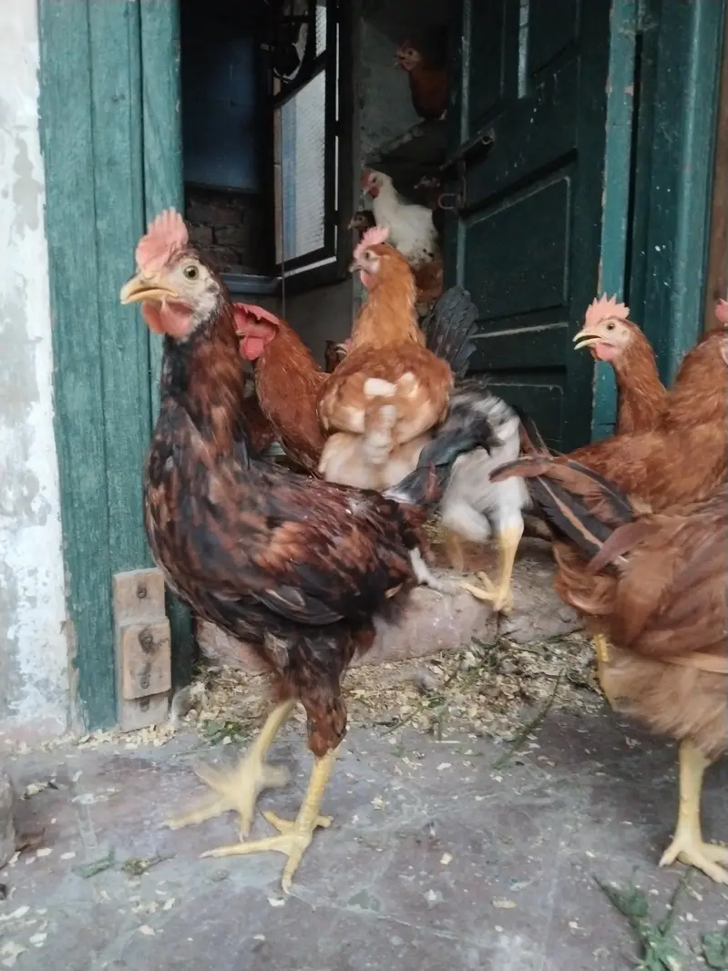 Golden Misri For Sale — photo 12