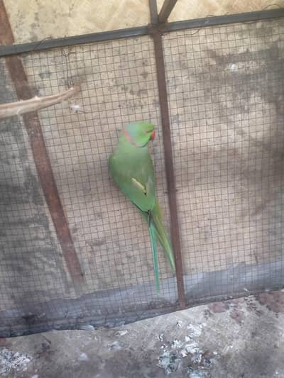 green ring neck pairs for sale all ok age 3 sal 03149928979
