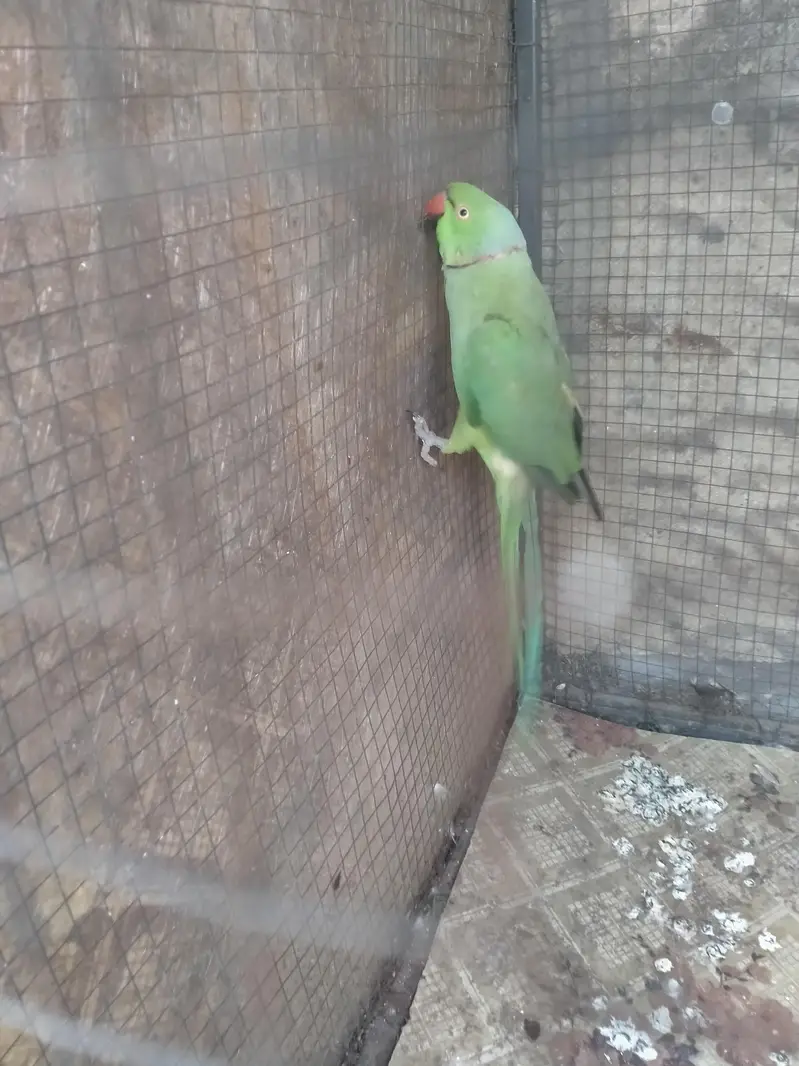green ring neck pairs age 3 sal exchange possible Raw male age 8 month — photo 3