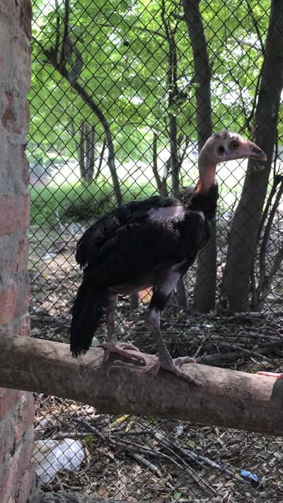 Aseel black chicks