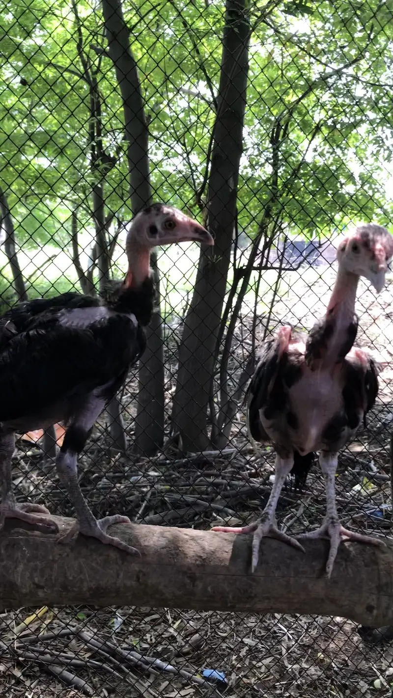 Aseel black chicks — photo 2