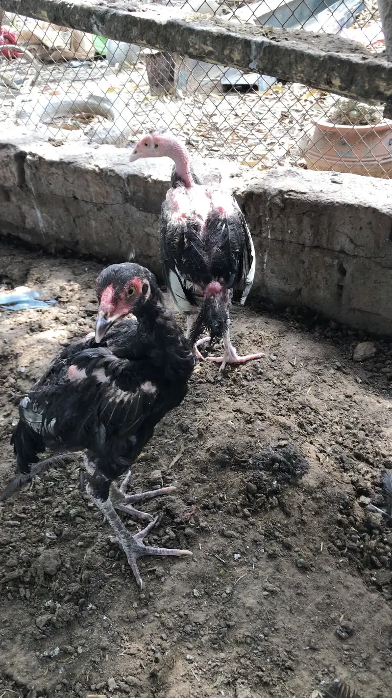 Aseel black chicks — photo 3
