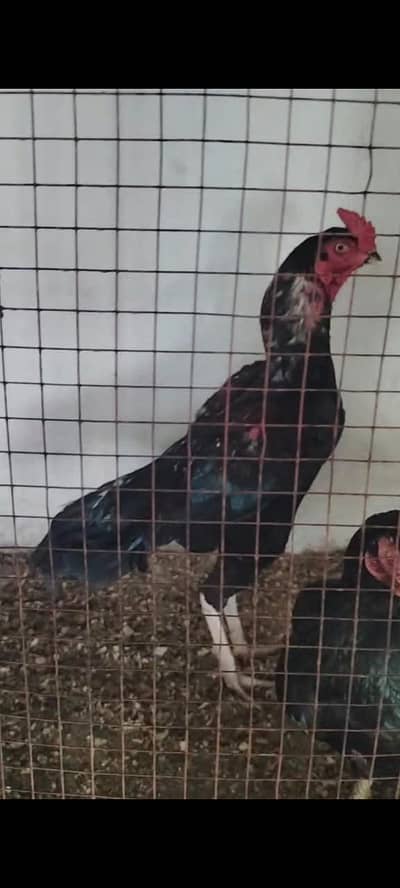 lawsoni cross beautiful bird for sale