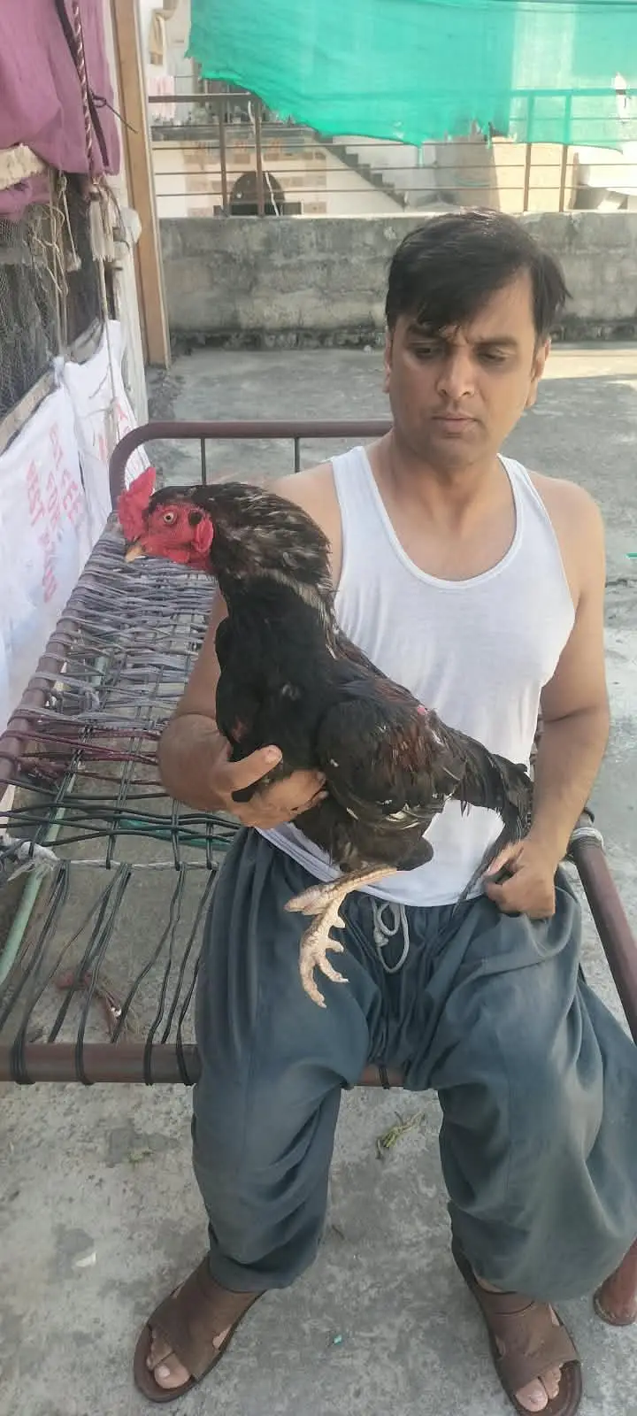lawsoni cross beautiful bird for sale — photo 2