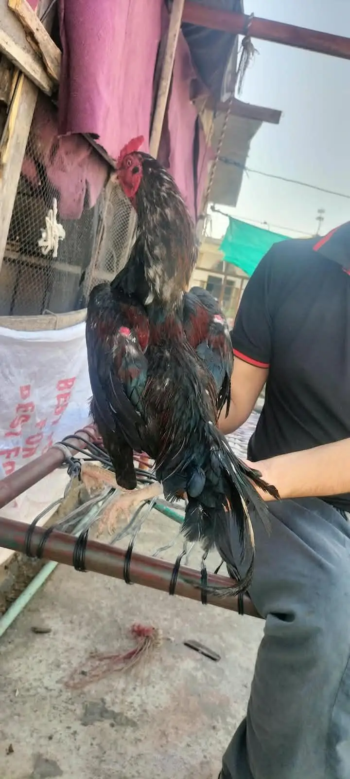 lawsoni cross beautiful bird for sale — photo 3