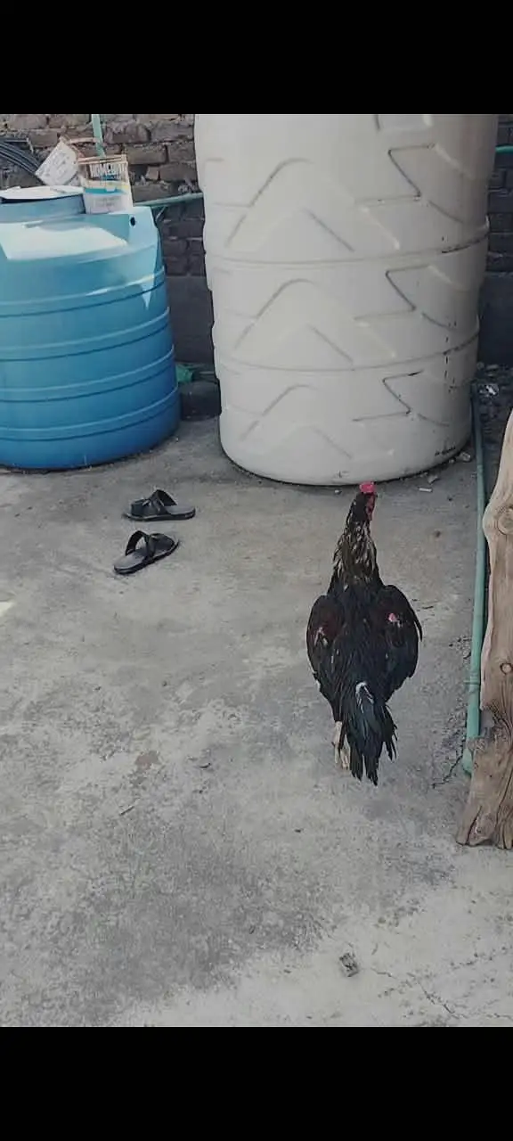 lawsoni cross beautiful bird for sale — photo 4