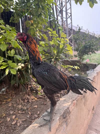 Aseel Dragon Breed