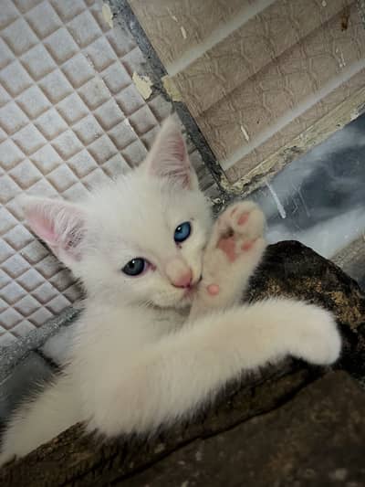 Persian kittens for sale