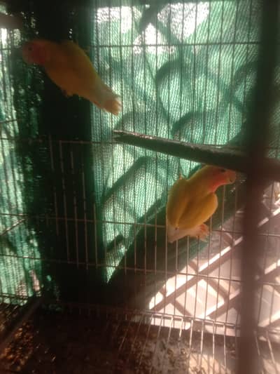 parrot