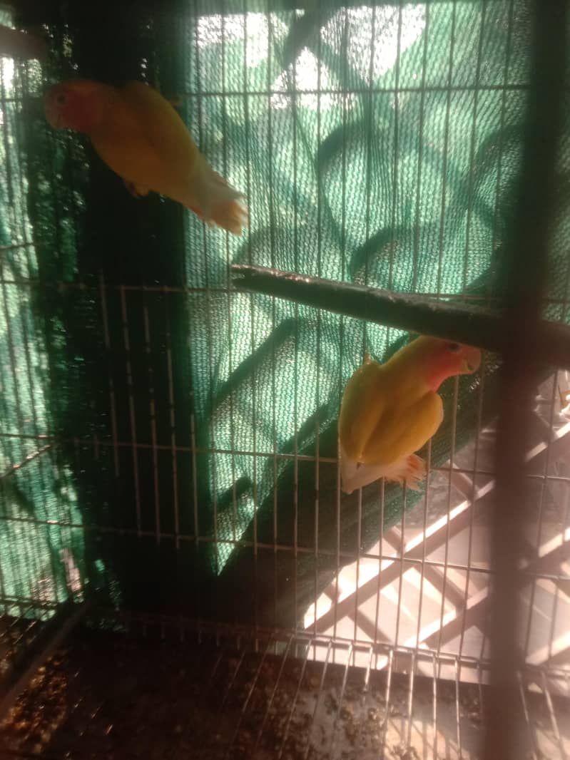 parrot 0