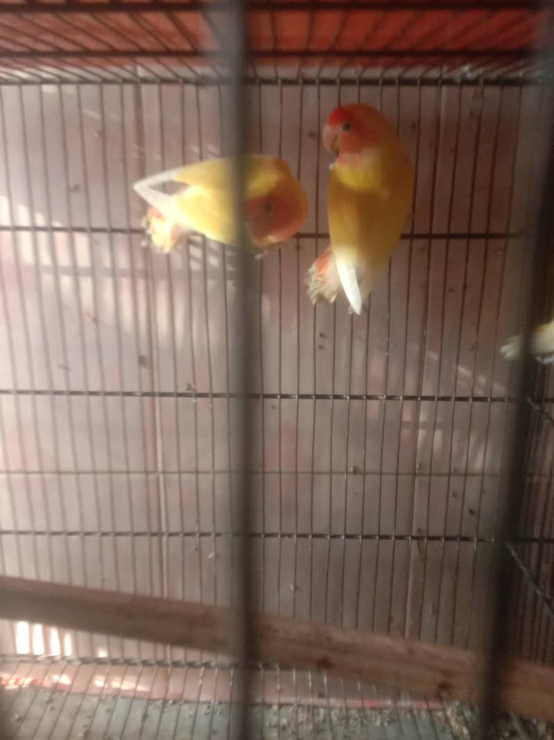 parrot 1