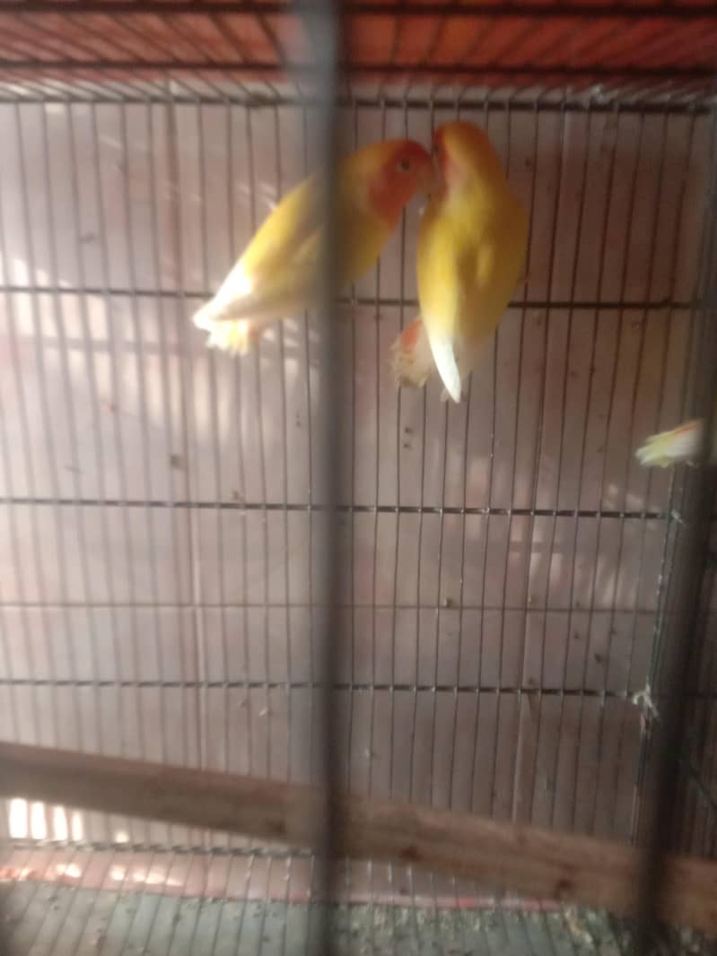parrot 2