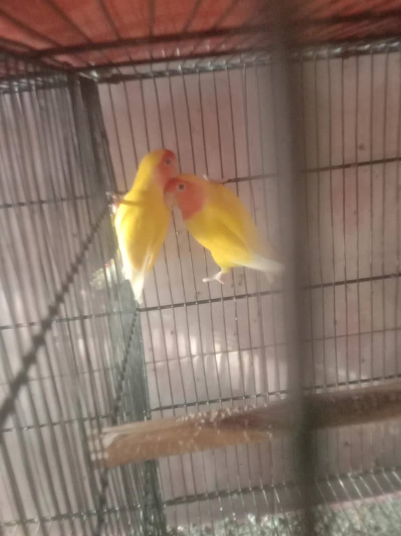 parrot 3
