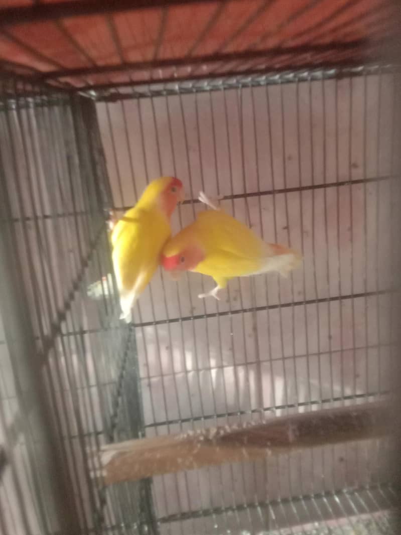 parrot 4