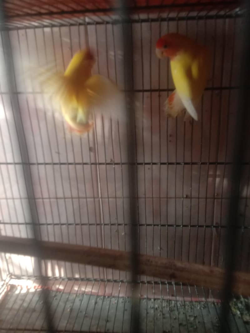 parrot 5