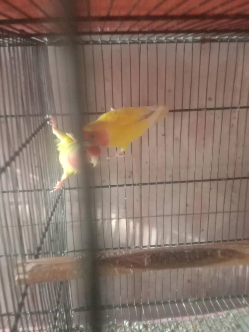 parrot 6