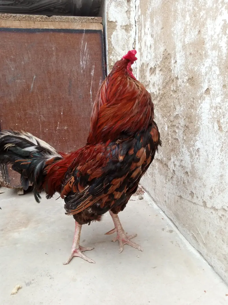 bilkul fit ha — photo 2