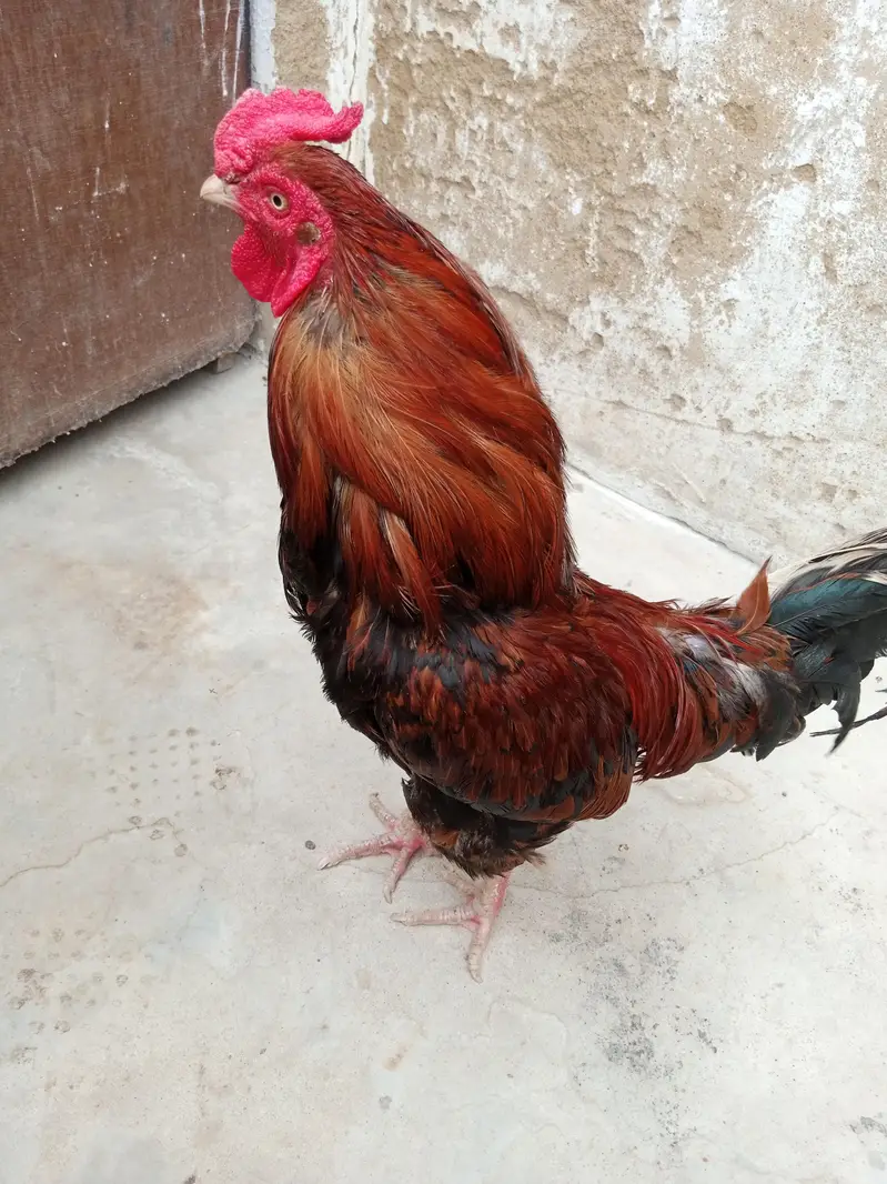 bilkul fit ha — photo 3