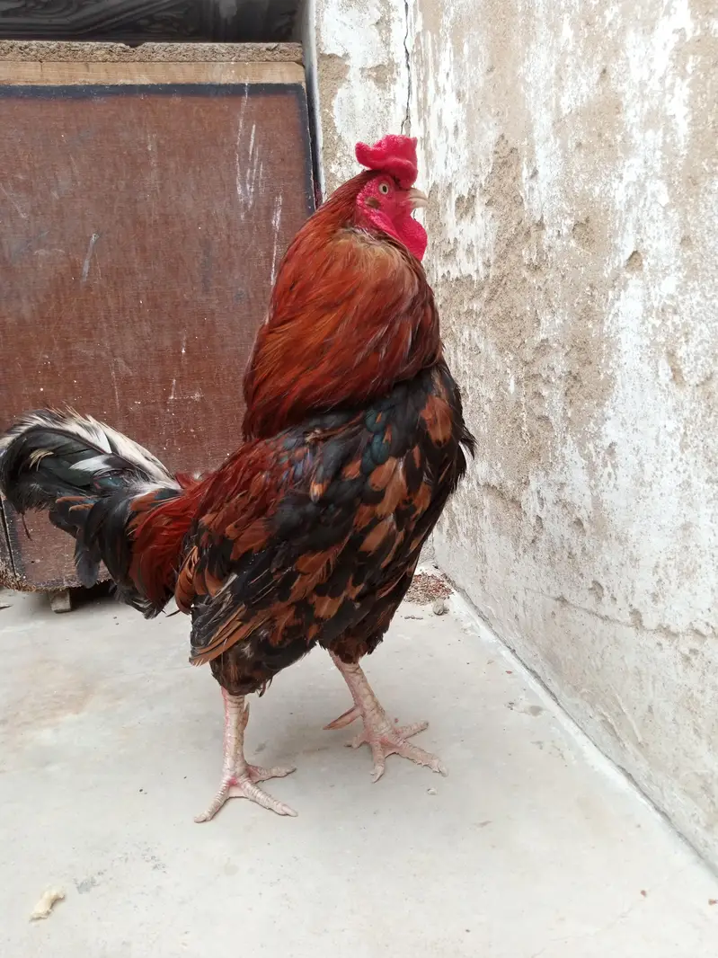 bilkul fit ha — photo 5