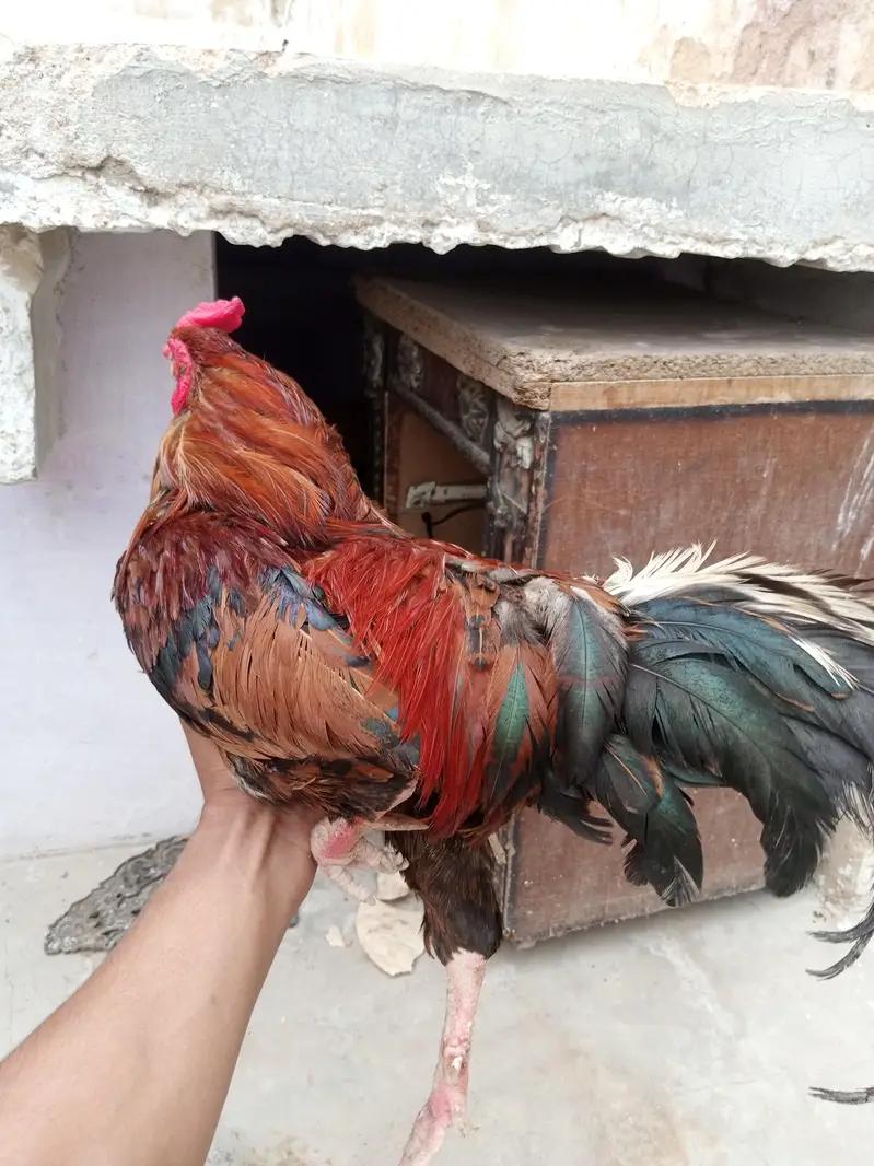 bilkul fit ha — photo 6