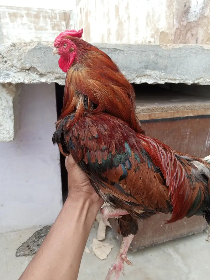 bilkul fit ha — photo 7