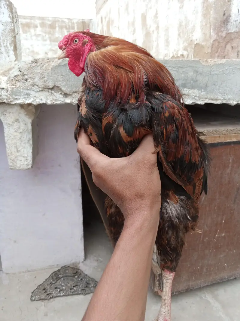bilkul fit ha — photo 8