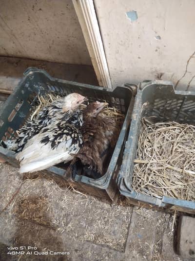 Aseel hens kurk