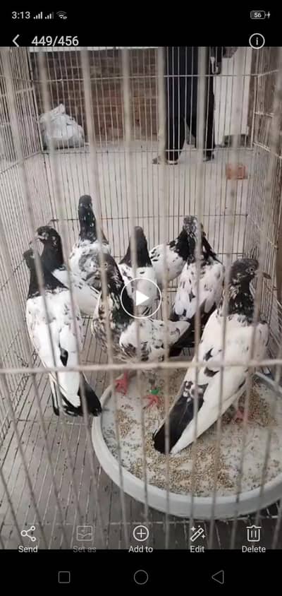 breeder pigeon
