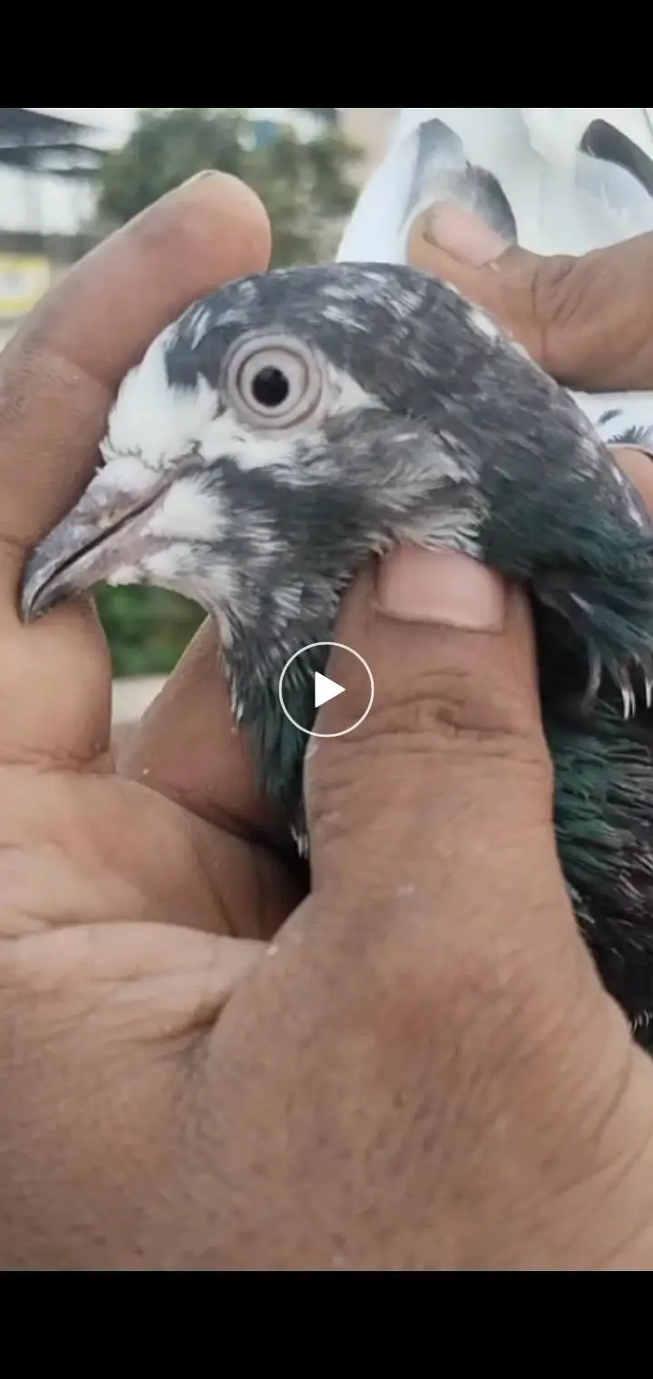 breeder pigeon — photo 2