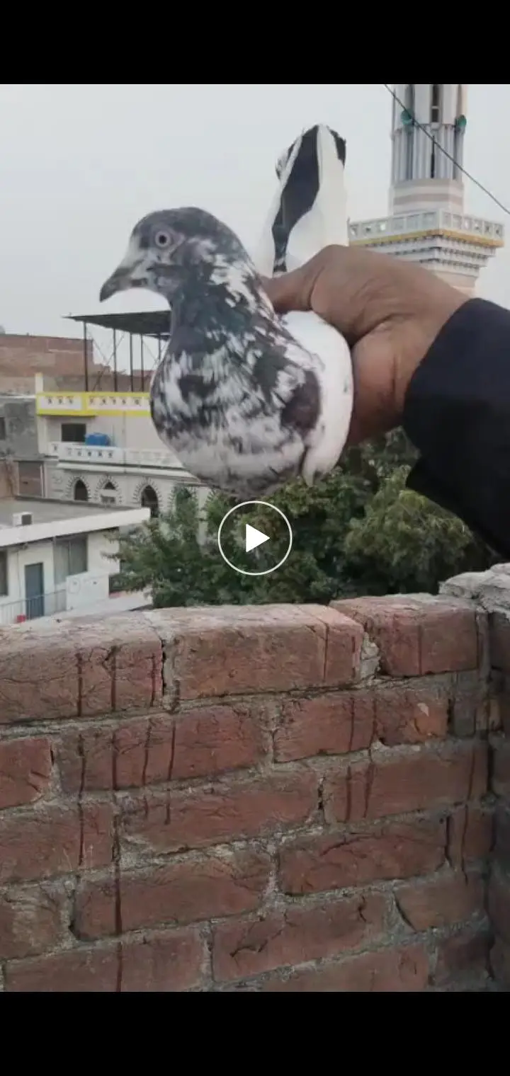 breeder pigeon — photo 3