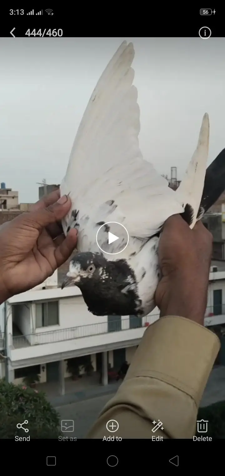 breeder pigeon — photo 4