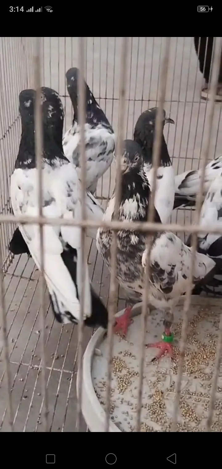 breeder pigeon — photo 5