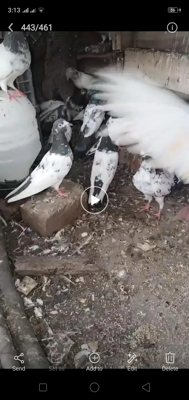 breeder pigeon — photo 6